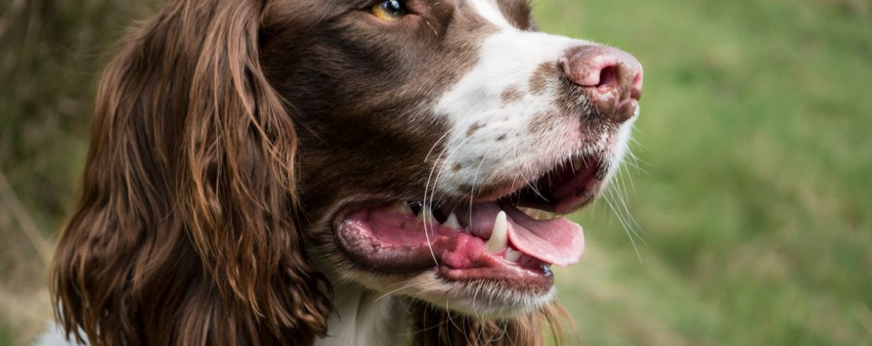 Benefits of Laser Therapy